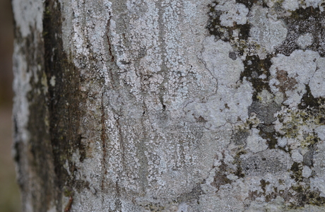 Bitterflechte (Pertusaria amara) - © Bernard Wieser